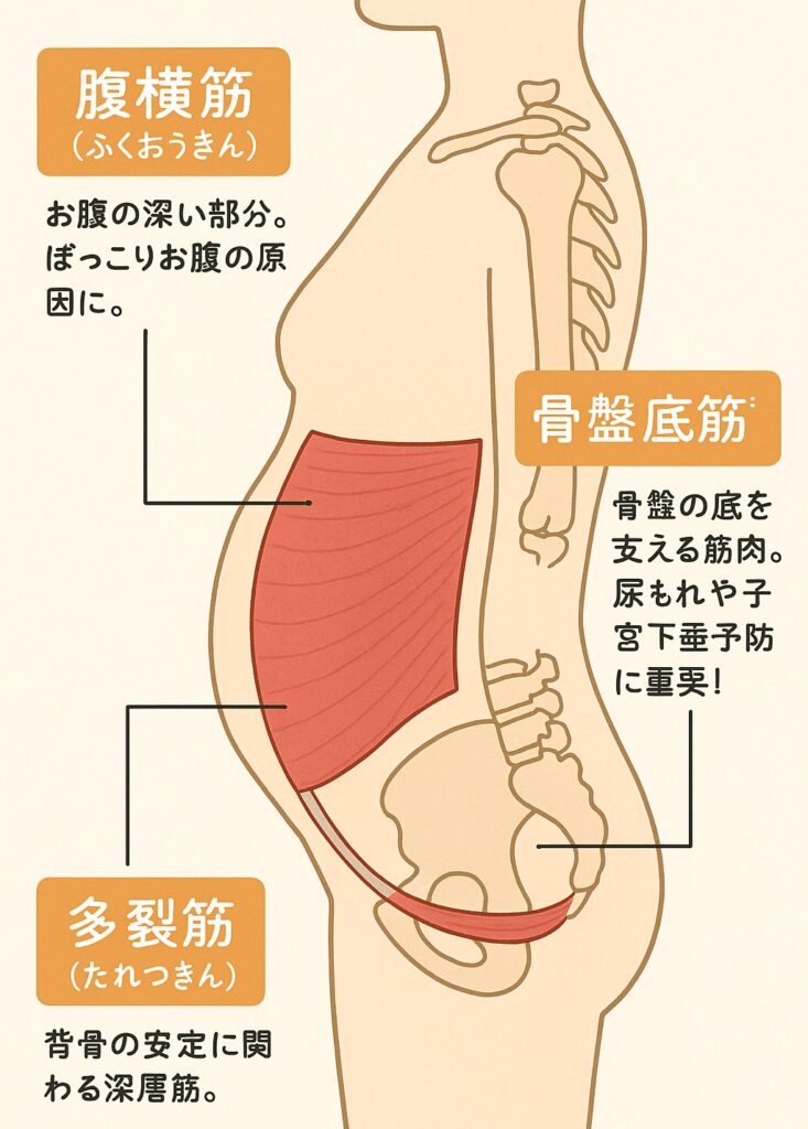 お腹の筋肉